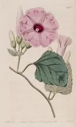 Ipomoea jalapa